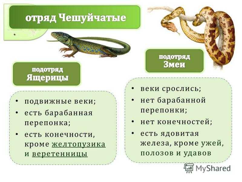 Самые интересные факты о змеях