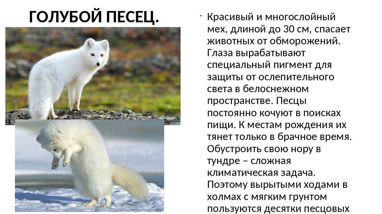 Песец или полярная лисица