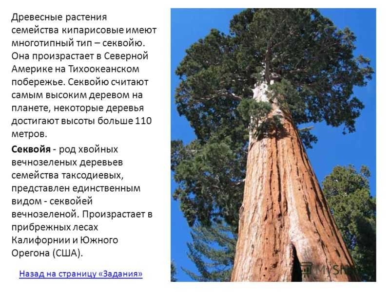 10 самых высоких деревьев в мире • всезнаешь.ру