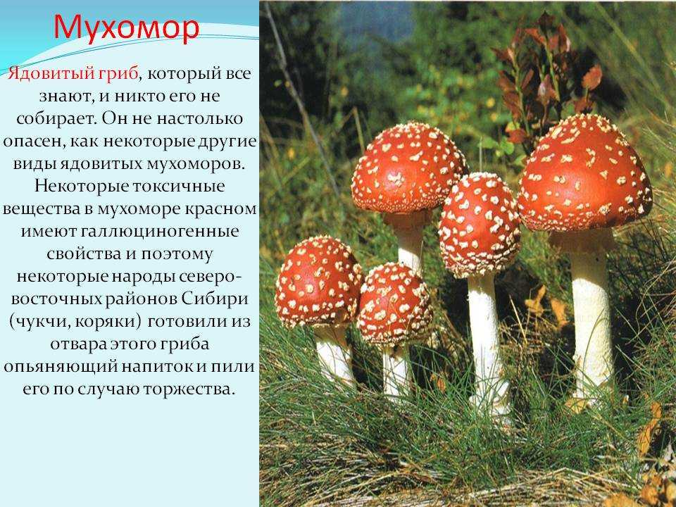 Гриб мухомор и его особенности в мельчайших подробностях