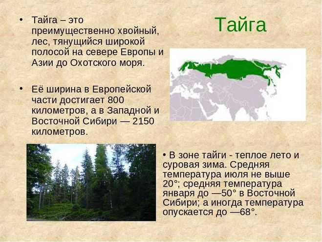Доклад-сообщение «тайга»