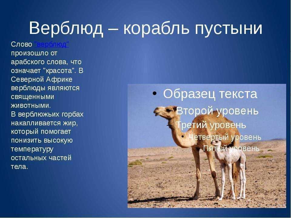 Северный ледовитый океан