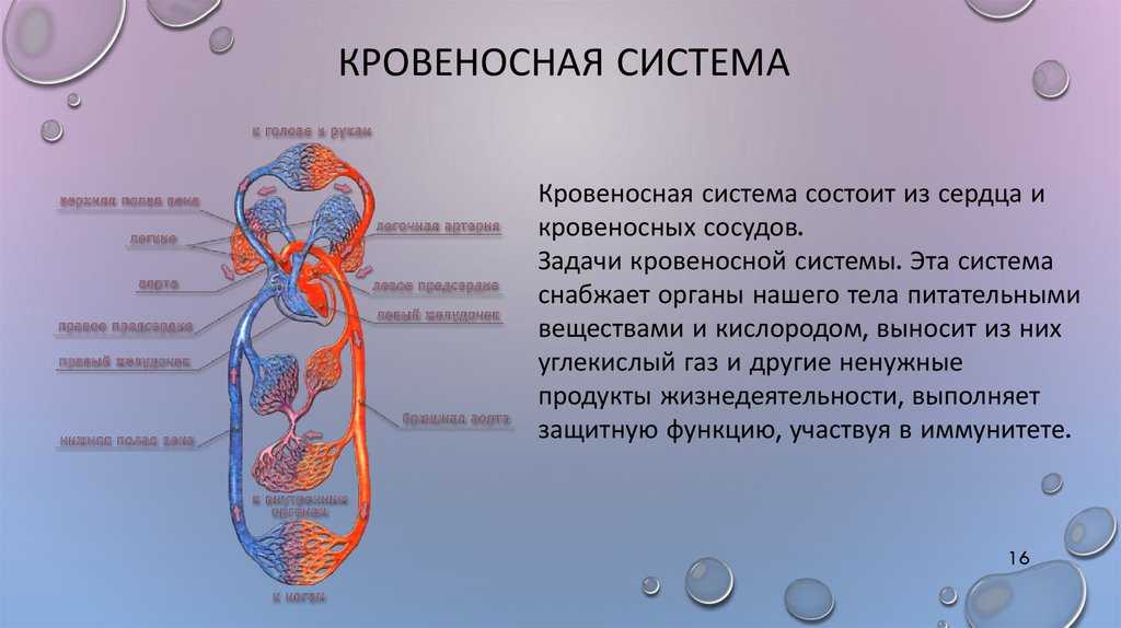 Роль кровообращения в организме. Функции кровеносной системы 3 класс. Кровеносная система организма человека строение и функции. Кровеносная система че. Кровеносное система челорвека.
