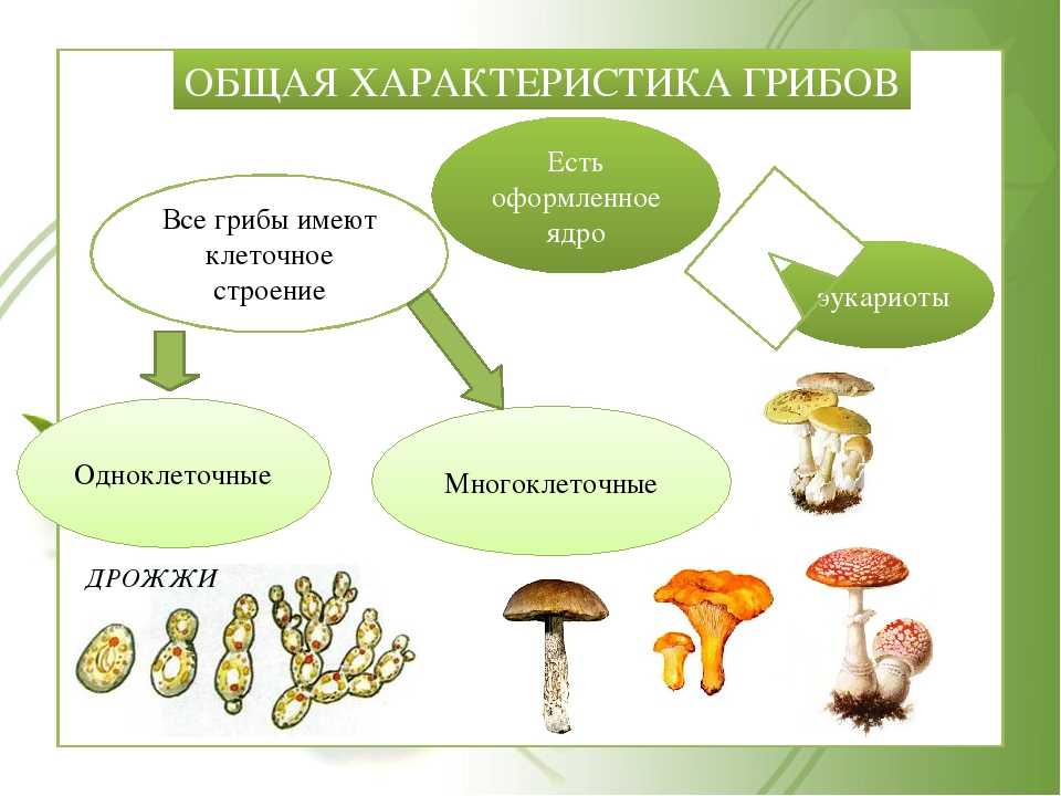 Грибы общая характеристика презентация