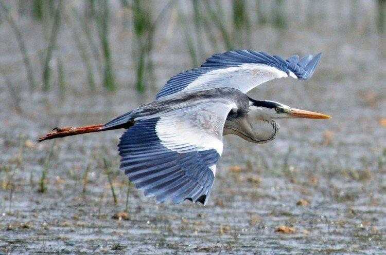 Цапля (лат. ardea) - 120 фото, описание, интересные факты, где живут, чем питаются