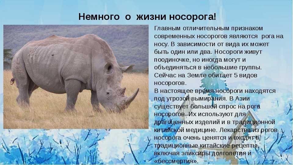 Животное носорог: где живёт, чем питается, интересные факты и фото