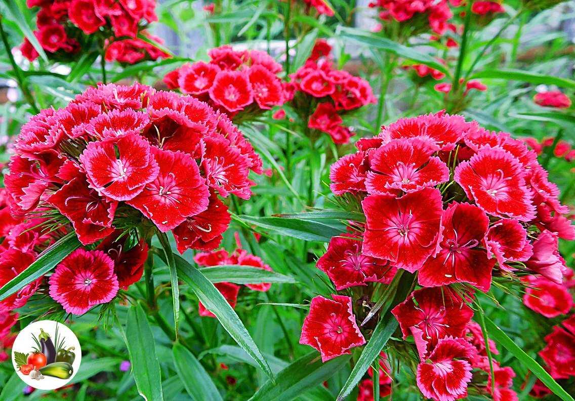 Гвоздика бородатая - Dianthus barbatus