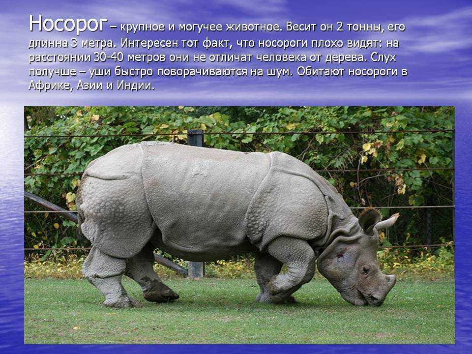Белый носорог: как выглядит, где обитает, чем питается и интересные факты (фото)