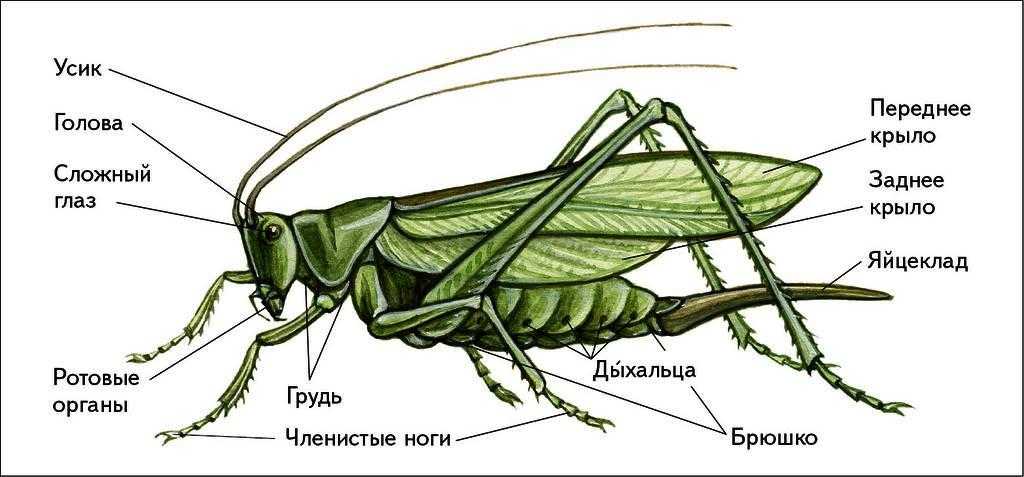 Интересные факты о жуках