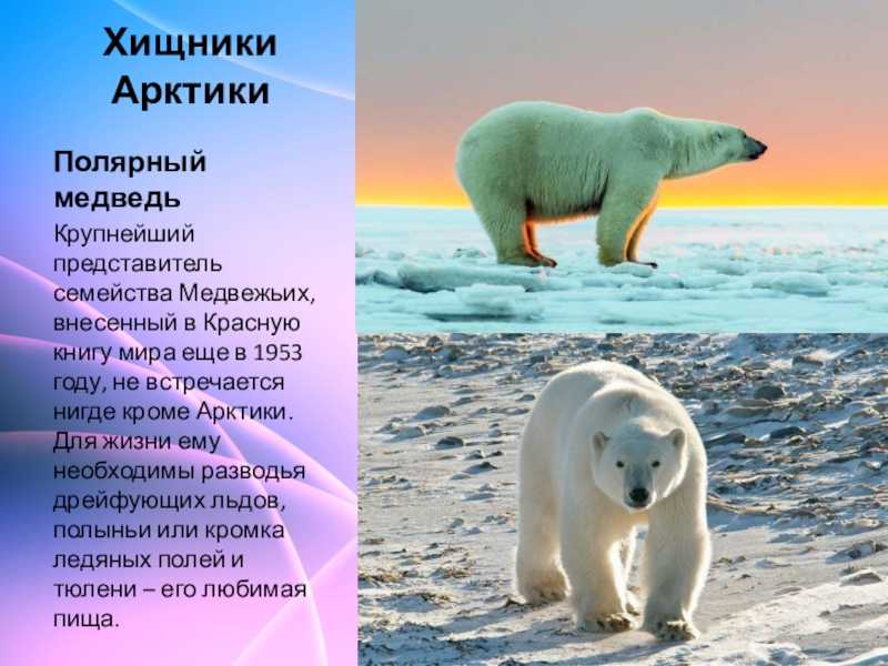 Ответы на вопрос животные арктики - сообщение доклад (4 класс. окружающий мир)
