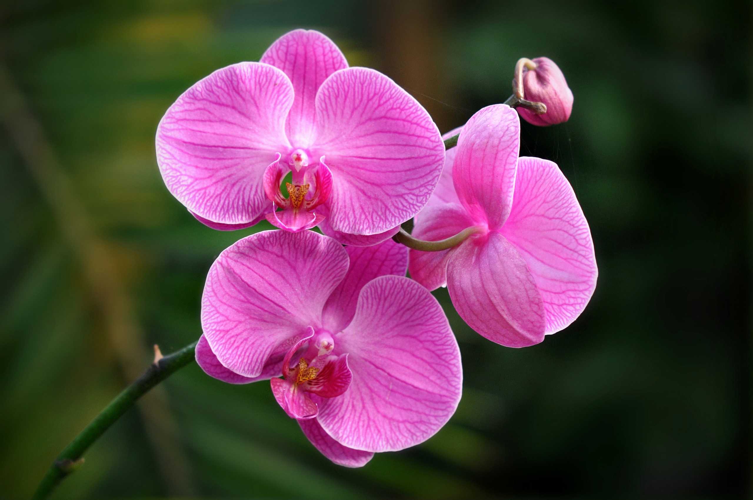 Красивые фото с орхидеями