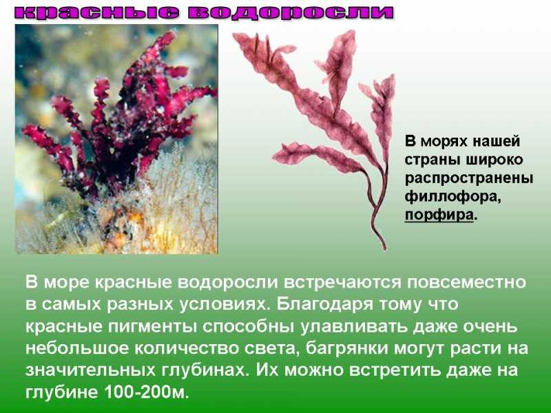 Термины водорослей. Красные водоросли 6 класс биология. Родимения водоросль сообщение. Сообщение про водоросли 6 класс биология. Каллитамнион водоросль.