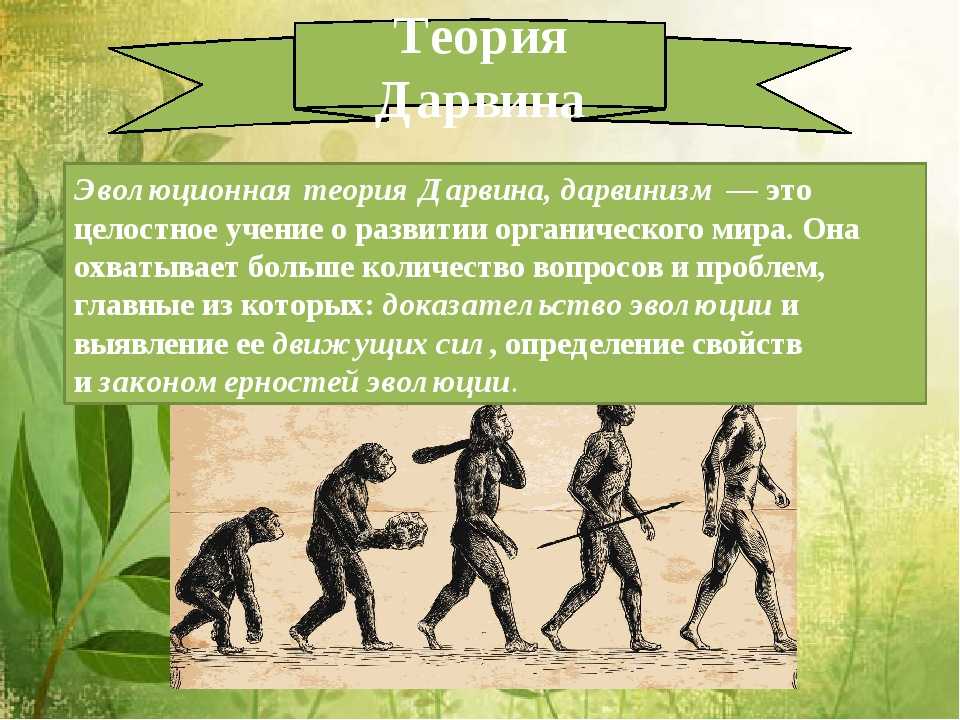 Теория эволюции Дарвина кратко