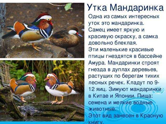 Утка-мандаринка: где живет и чем интересна