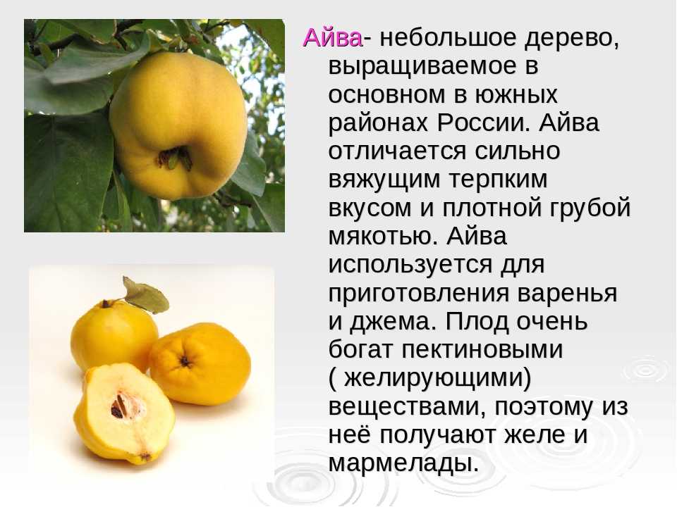 Айва: польза и вред для здоровья