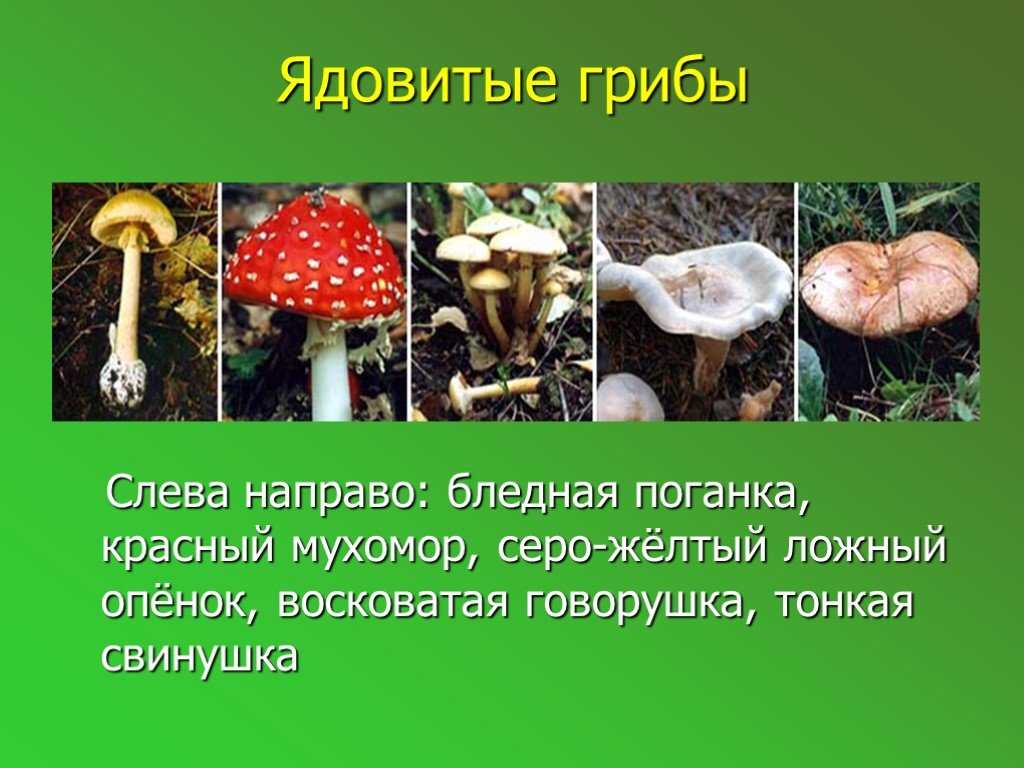 Презентация по теме ядовитые грибы