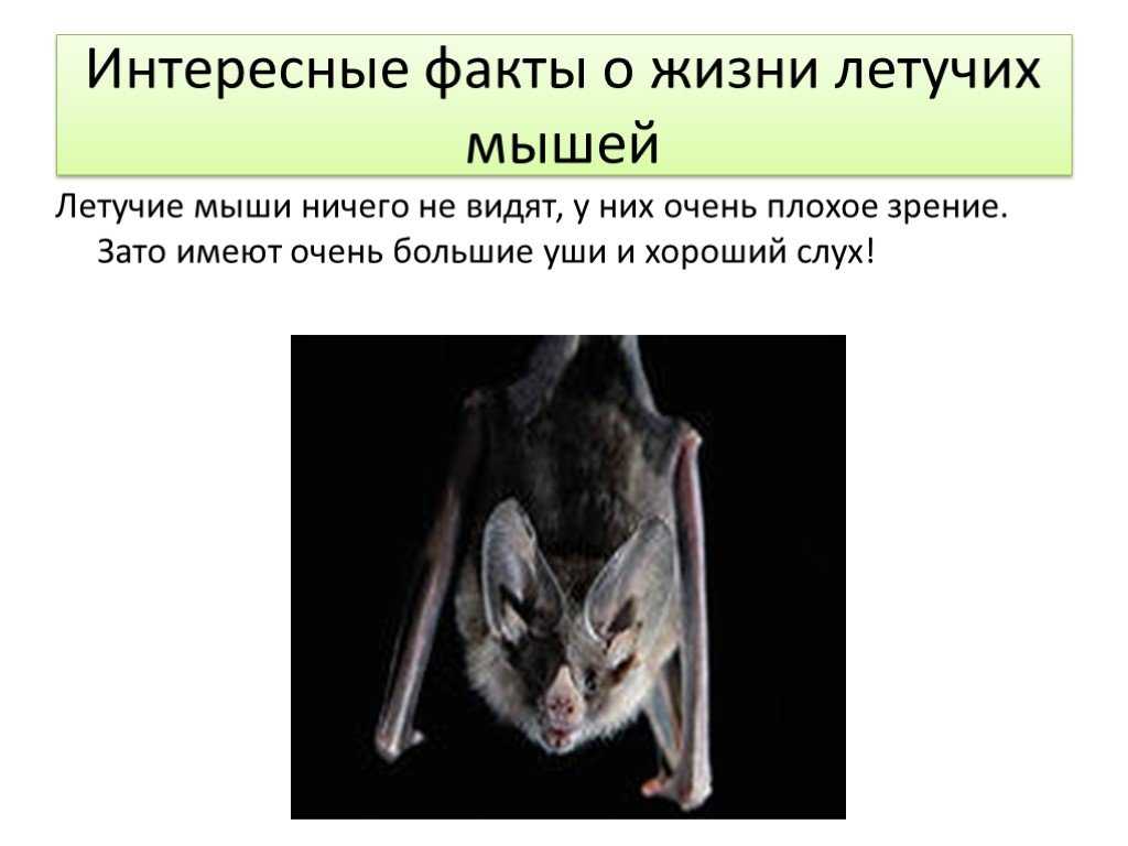 Интересные факты о мышах презентация