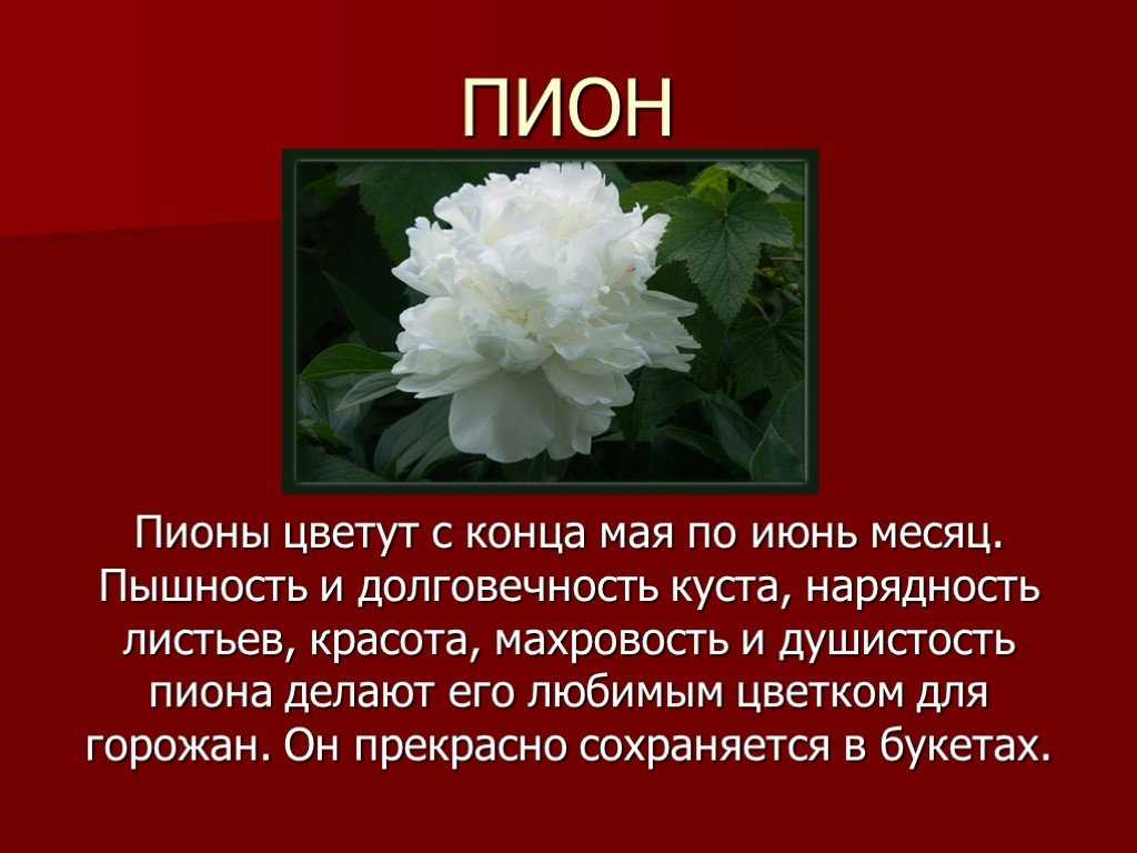 Пионы описание. Рассказ о пионе. Описание цветка пиона. Пионы краткая информация. Пионы для презентации.