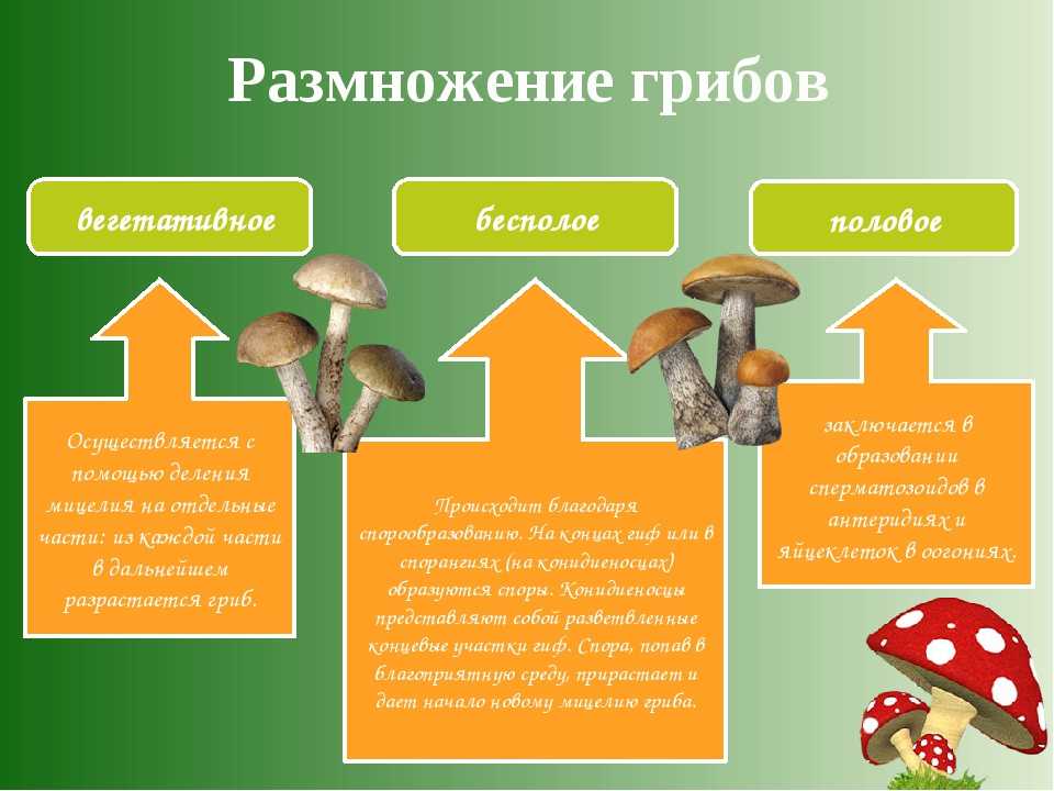 Виды размножения грибов схема