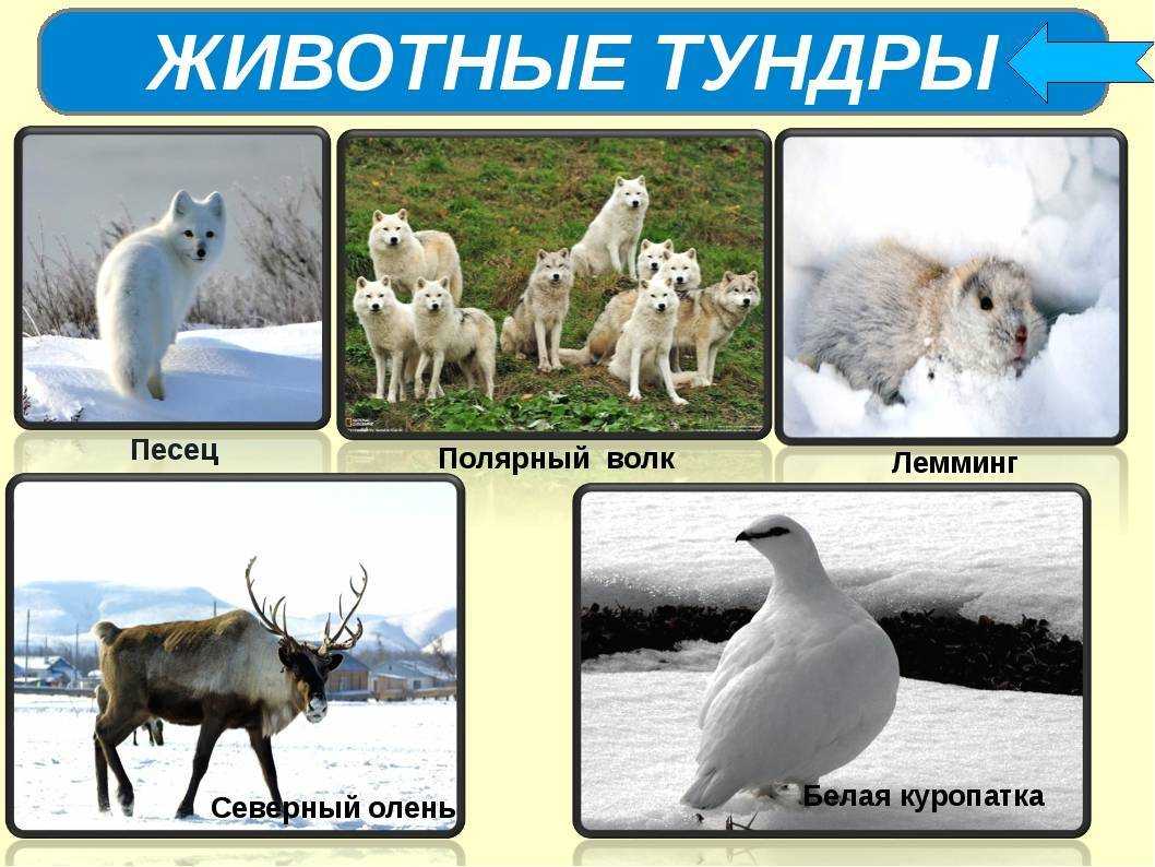 Сообщение о тундре: названия растений, птиц и животных, фото природы | tvercult.ru