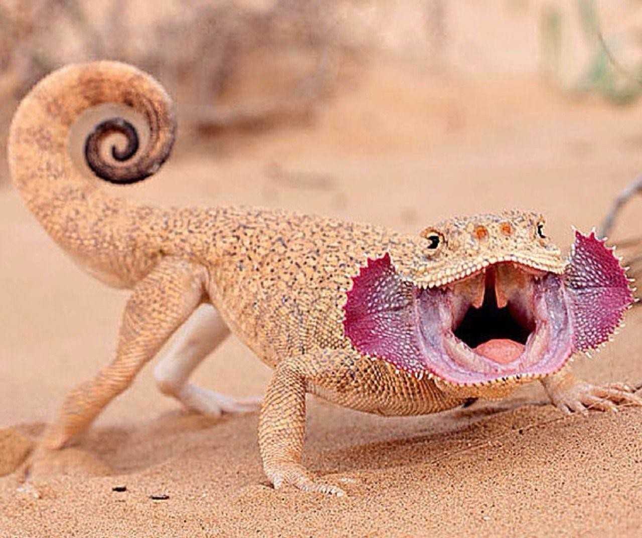 Ящерица геккон: фото и описание, среда обитания, уход и кормление в домашних условиях, невероятные факты
