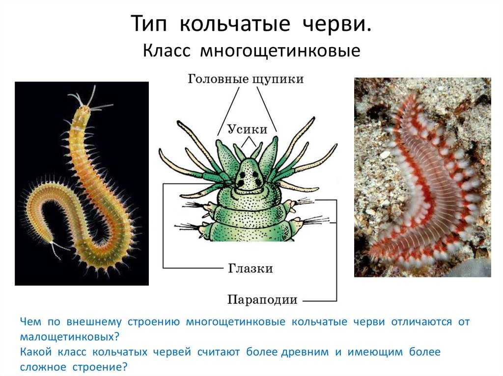 Кольчатые черви группа организмов. Внешнее строение кольчатых червей многощетинковые. Морские многощетинковые кольчатые черви. Тип кольчатые черви класс многощетинковые черви строение. Строение кольчатых червей многощетинковые.