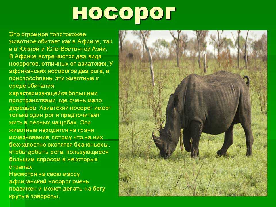 Описание белого носорога из красной книги