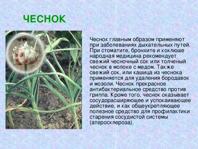 Интересные факты о растениях: топ-10 самых удивительных