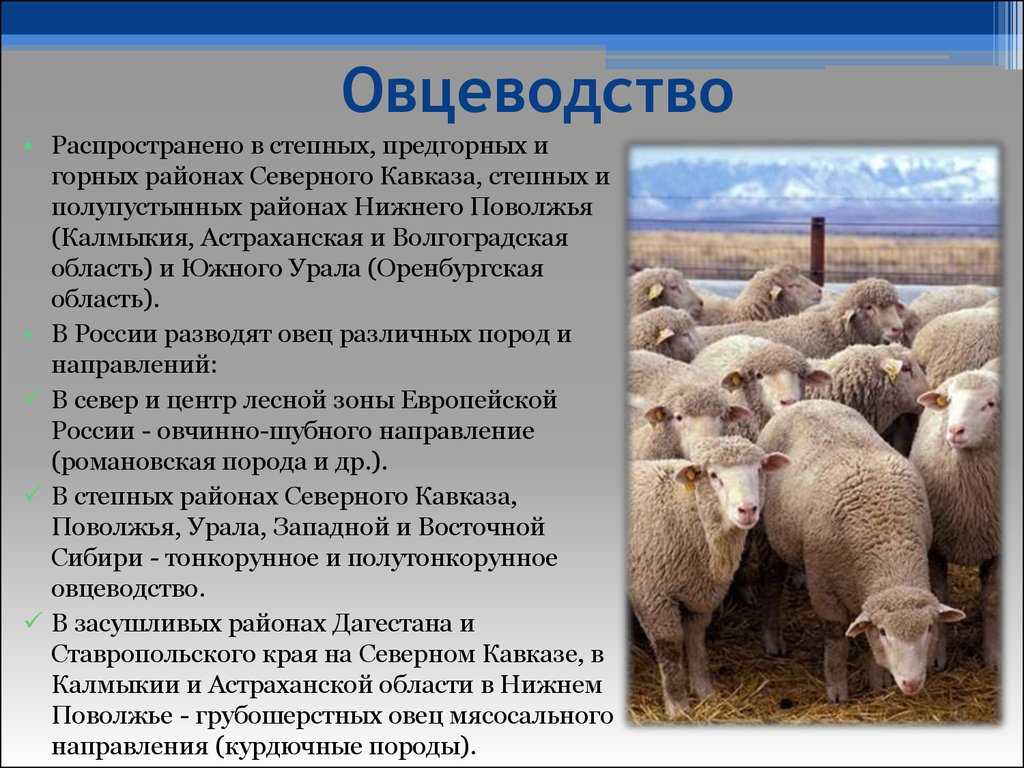 Самые распространенные породы овец | энциклопедия домашних животных