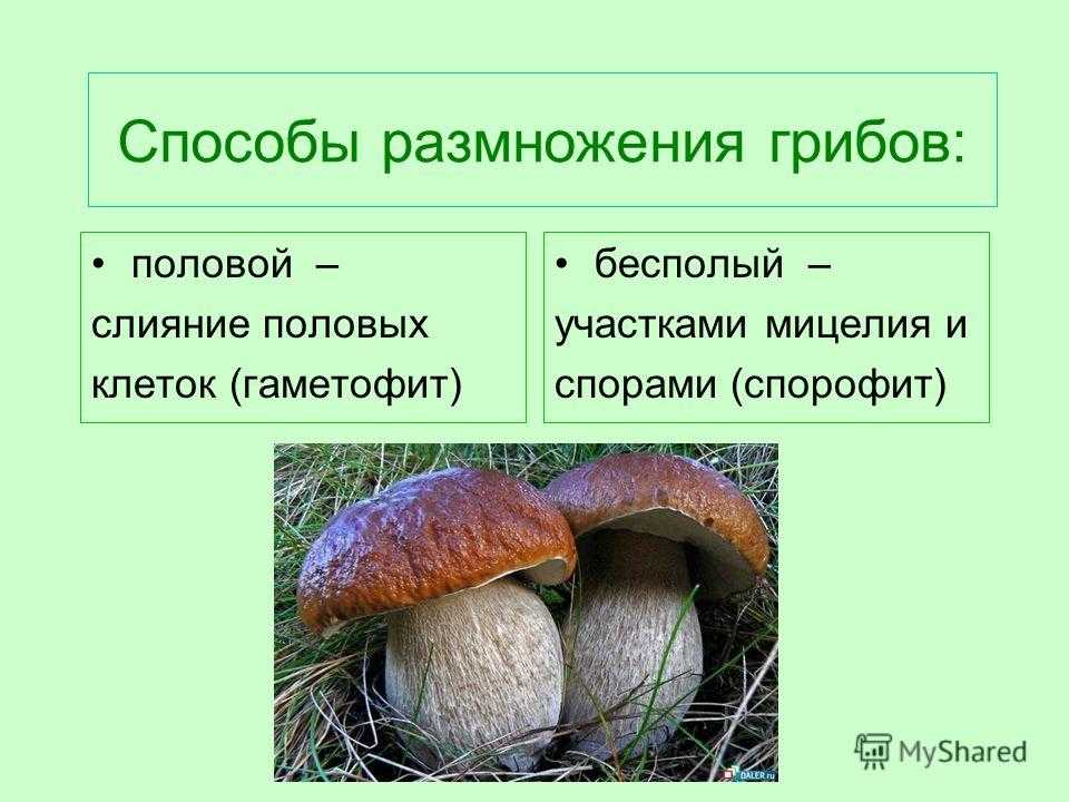 К какому веществу относятся грибы. Процесс размножения грибов. Половое и бесполое размножение грибов. Способы размножения грибов. Размножение грибов примеры.