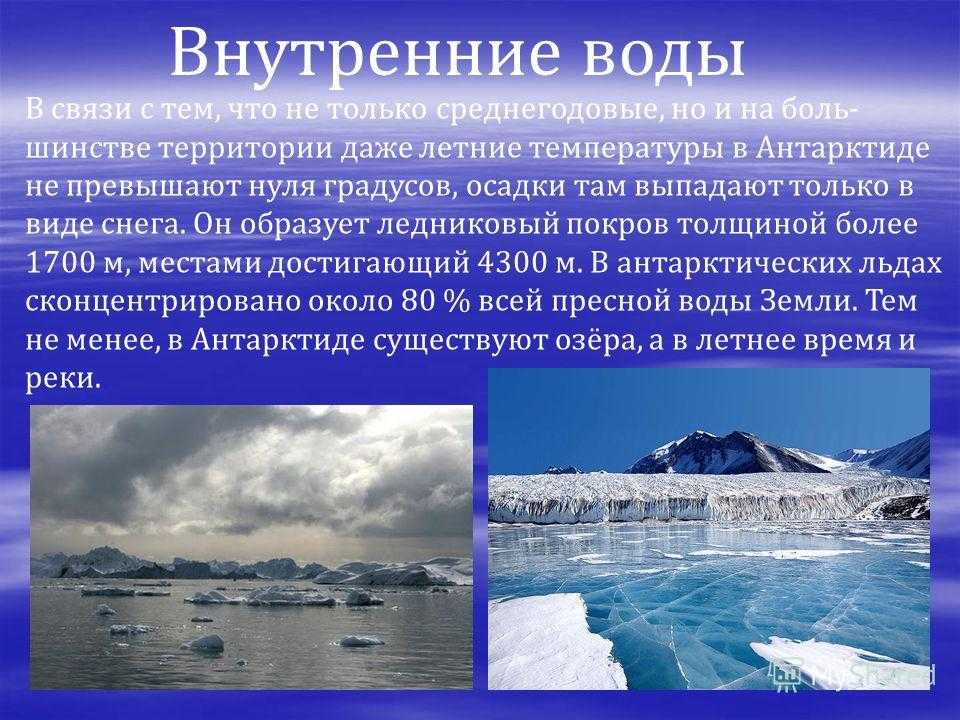 Антарктида: животные, птицы и растения материка, интересные факты | tvercult.ru