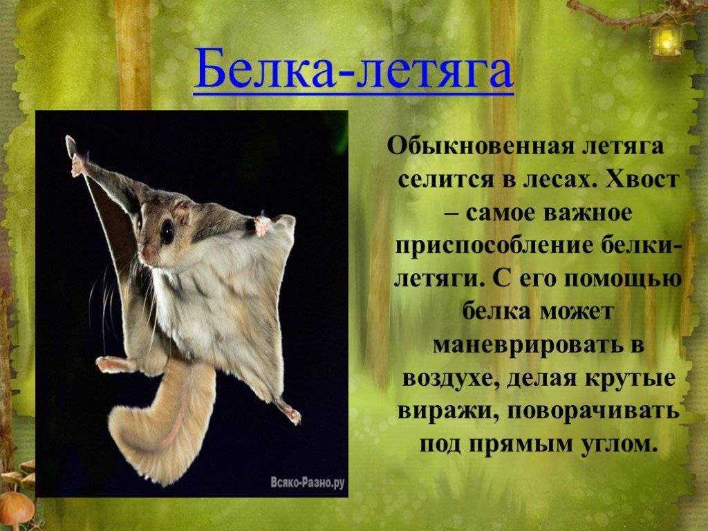 Летяга (pteromyini): интересные факты, фото, виды