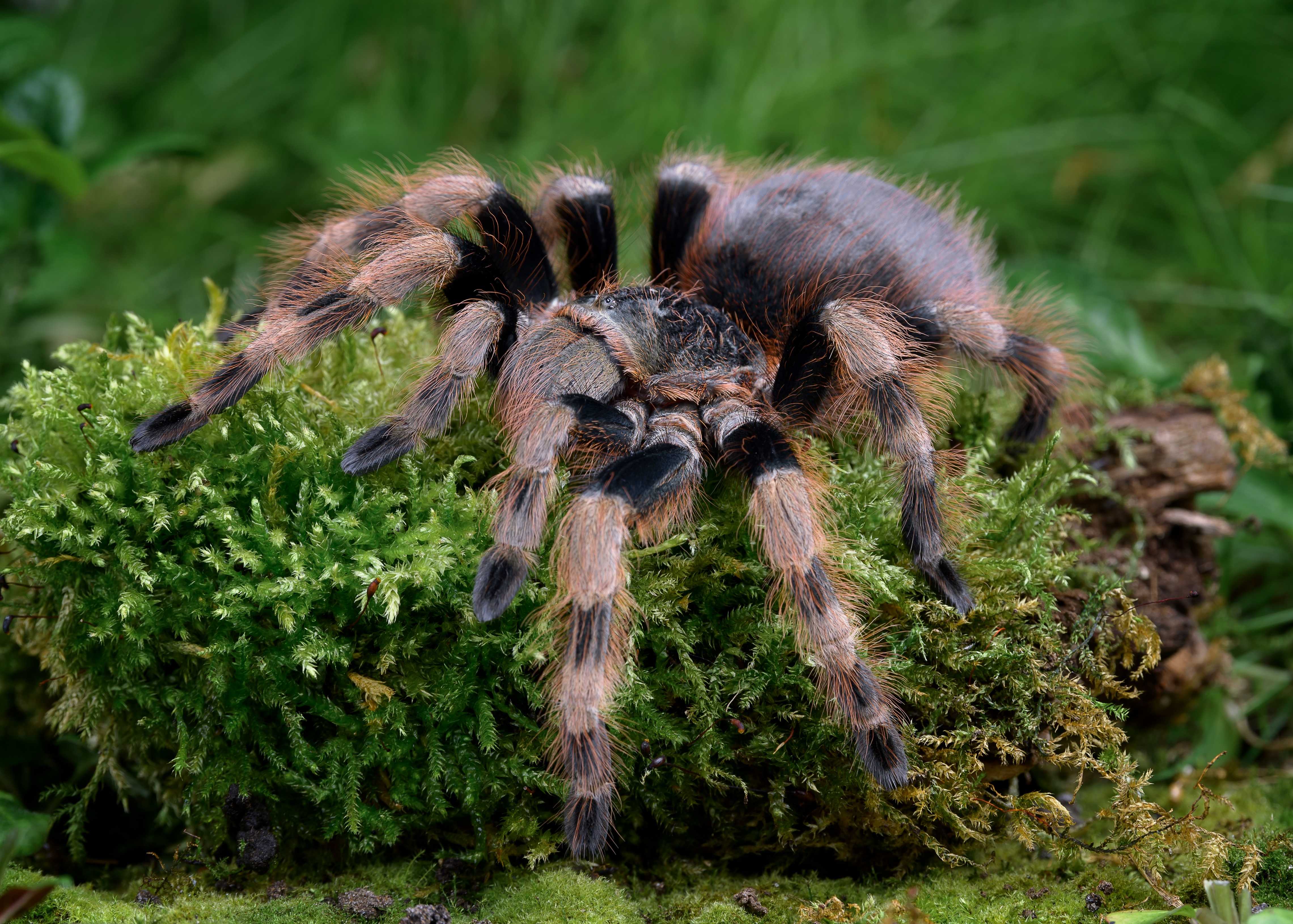 Тарантул – большой ядовитый паук