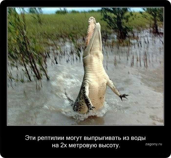 Доклад крокодил: интересные факты, краткое описание сообщение