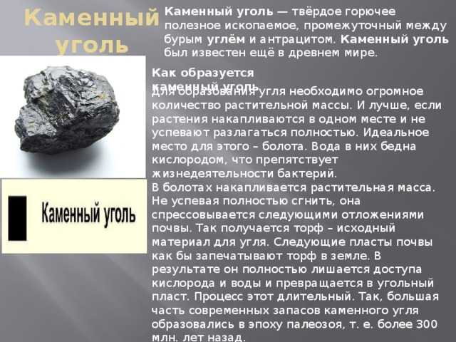 Образование каменного угля (биология): особенности, свойства и виды :: syl.ru