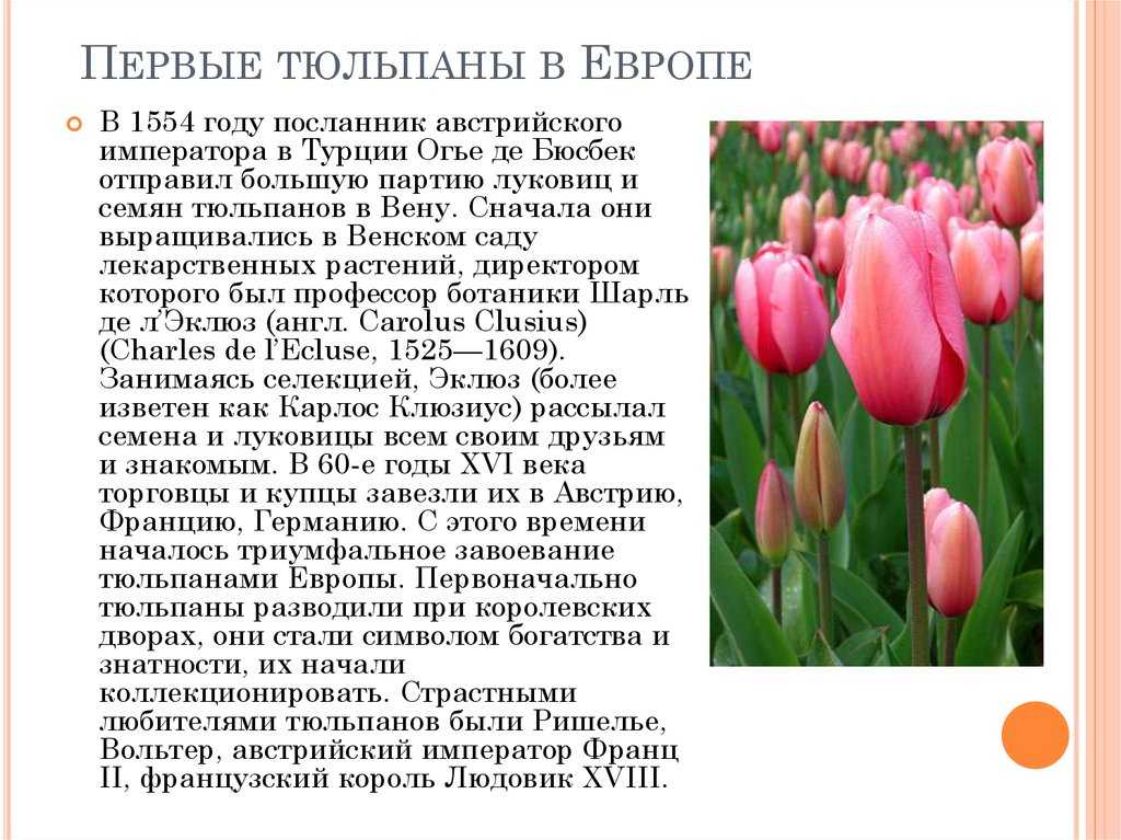 Голландия — страна тюльпанов: описание, история и интересные факты :: syl.ru
