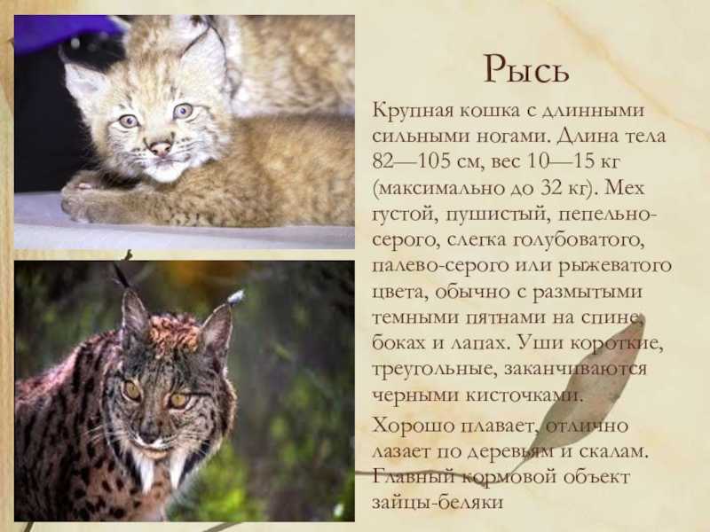 Культура стран арабского халифата кратко в таблице. история, 6 класс.