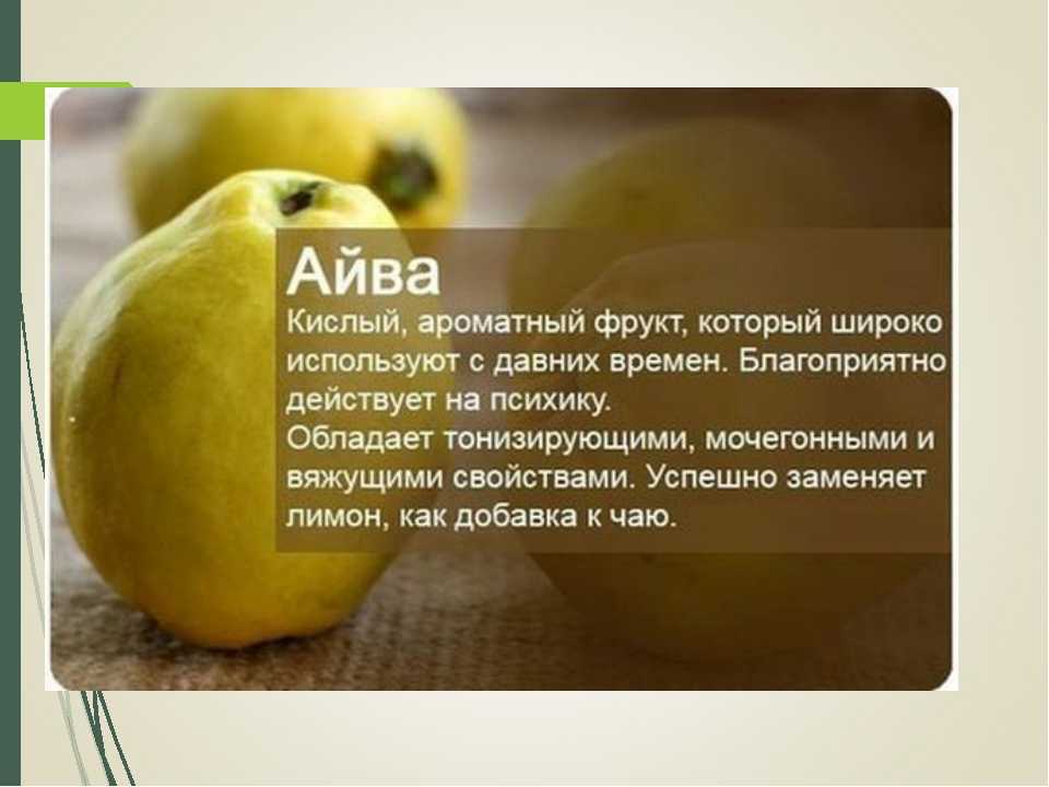 Айва — полезные свойства и противопоказания