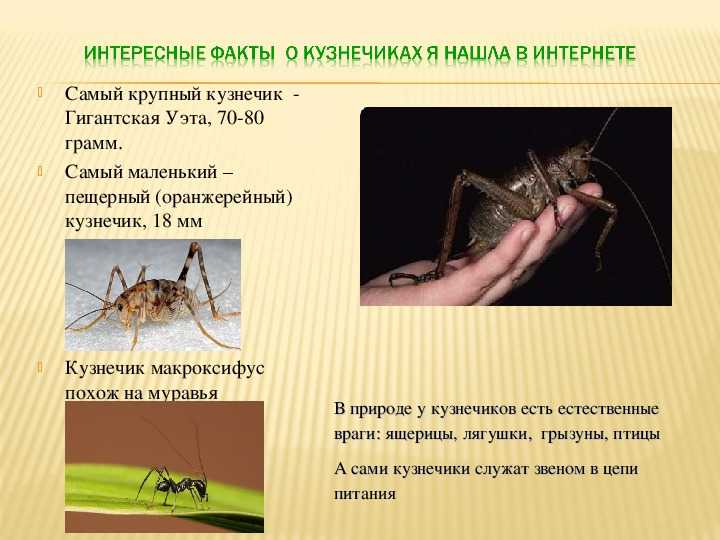 Мир насекомых. что и как «куёт» кузнечик? | животные | школажизни.ру