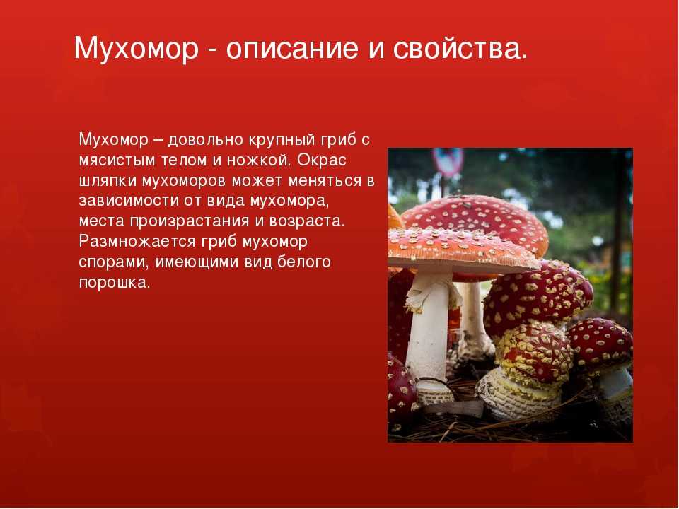 Мухомор красный ядовитый - описание и фото гриба, свойства и признаки
