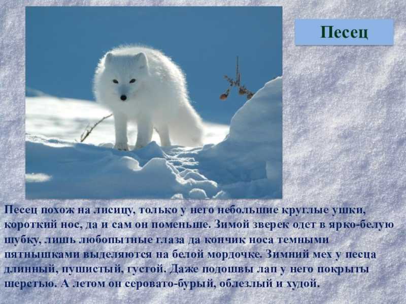 Когда то на острове как белых так и голубых песцов было великое множество схема