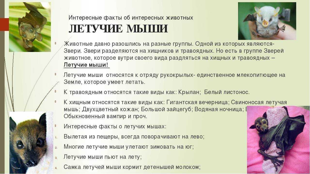 Презентация про летучую мышь