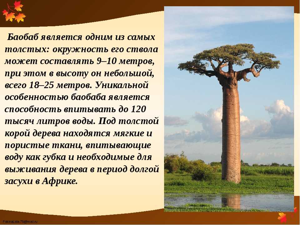 Воспользуйтесь текстом живет на свете баобаб ответы. Деревья долгожители баобаб. Баобаб (Адансония Грегори. Информация о дереве баобаб. Доклад про дерево баобаб 2 класс.