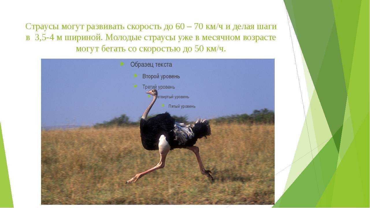Средняя скорость страуса при беге и какая максимальная в случае опасности