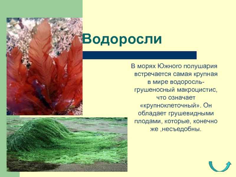Подготовить сообщение водоросли. Грушеносный макроцистис. Интересные факты о водорослях. Интересные водоросли. Интересные водоросли и их названия.