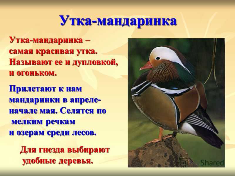 Разведение утят в домашних условиях | cельхозпортал