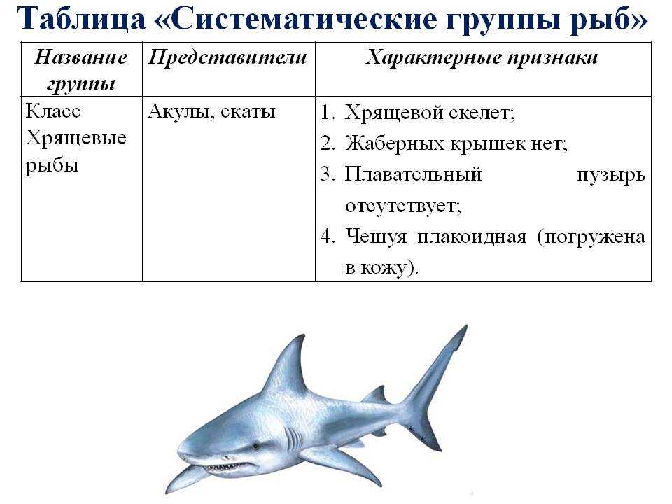 Биология 7 класс параграф рыбы. Таблица по биологии 8 класс основная систематические группы рыб. Таблица по биологии 7 класс общая характеристика рыб. Основные отряды костных рыб таблица. Конспект по биологии 7 класс основные систематические группы рыб.