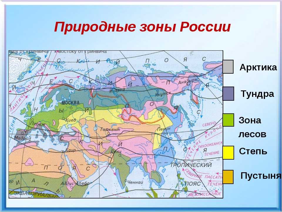 Сообщение по окружающему миру на тему: «природные зоны россии. леса россии.» | учимся вместе