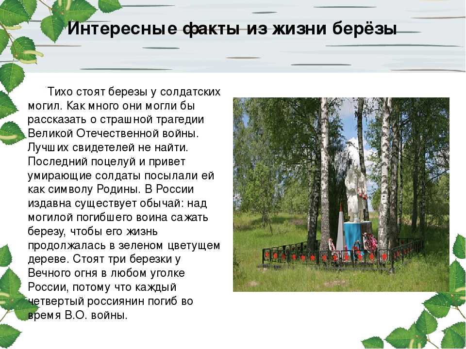Береза - интернет-журнал «живой лес»