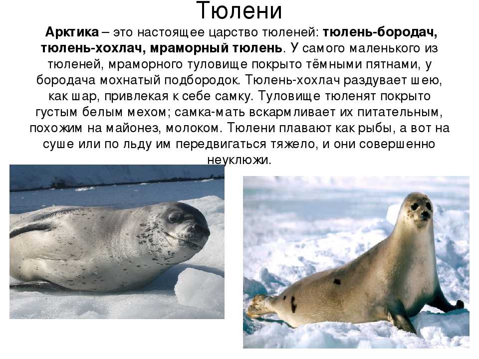 Тюлень животное. описание, особенности, виды, образ жизни и среда обитания тюленя | живность.ру